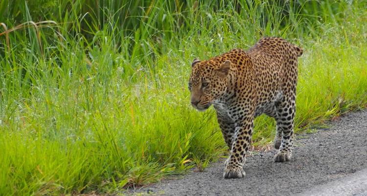 Safari de 4 días por los Parques Nacionales de Mikumi y Udizungwa - Silver Sky Travel 7