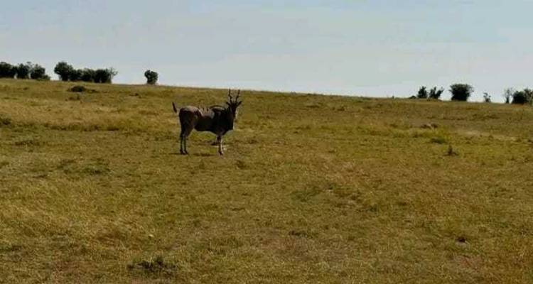 Safari d'expédition de 2 jours à Maasai Mara - Ngurumah Tours and Travel 2