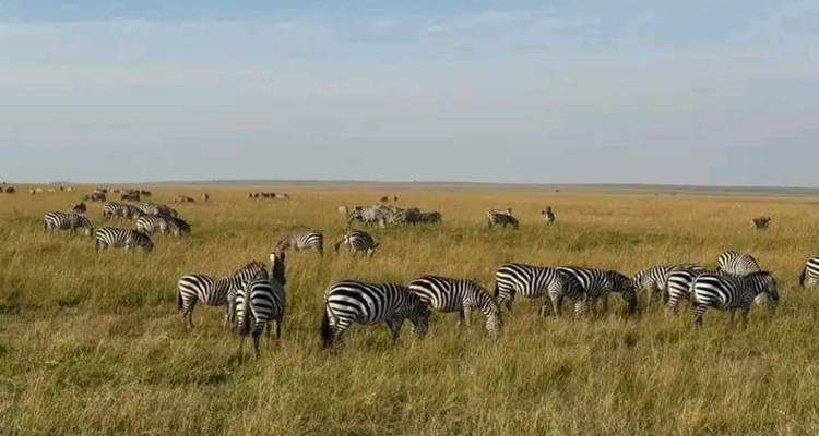 Safari d'expédition de 2 jours à Maasai Mara - Ngurumah Tours and Travel 3