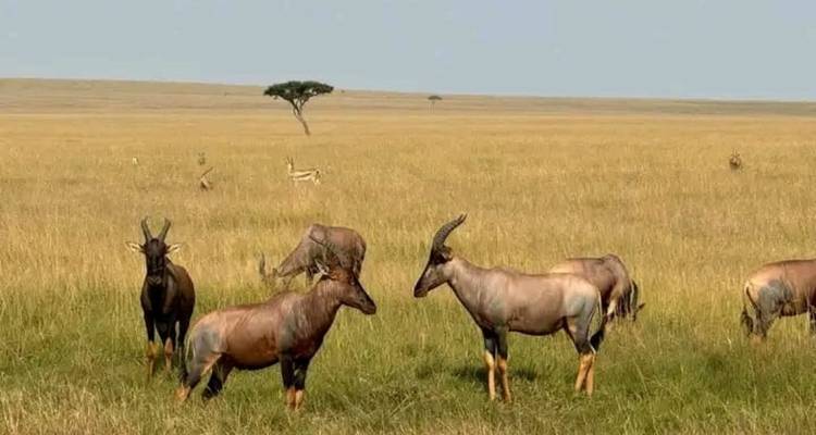 Safari d'expédition de 2 jours à Maasai Mara - Ngurumah Tours and Travel 4