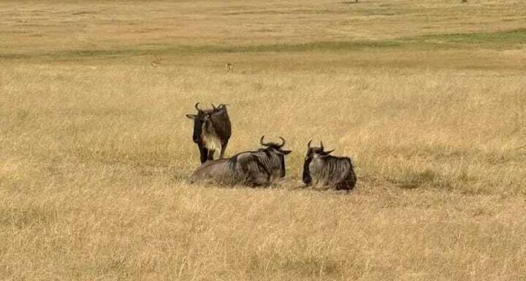 Safari d'expédition de 2 jours à Maasai Mara - Ngurumah Tours and Travel 6