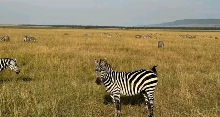 Safari d'expédition de 2 jours à Maasai Mara - Ngurumah Tours and Travel 8