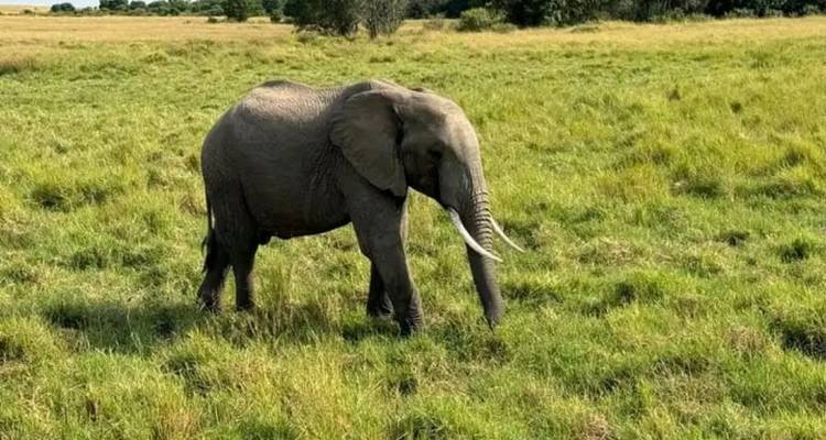 Safari d'expédition de 2 jours à Maasai Mara - Ngurumah Tours and Travel 9