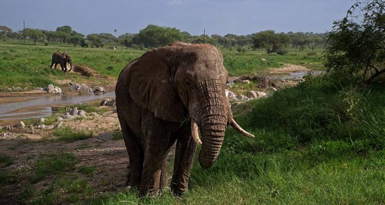 Expédition de 10 jours au cœur de la nature sauvage de Tanzanie - Serengeti Access Safaris 1