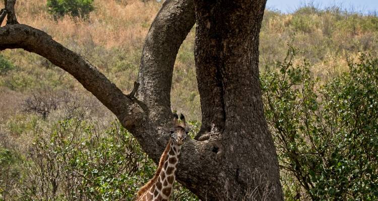 Expédition de 10 jours au cœur de la nature sauvage de Tanzanie - Serengeti Access Safaris 3