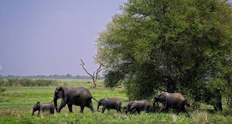 Expédition de 10 jours au cœur de la nature sauvage de Tanzanie - Serengeti Access Safaris 4