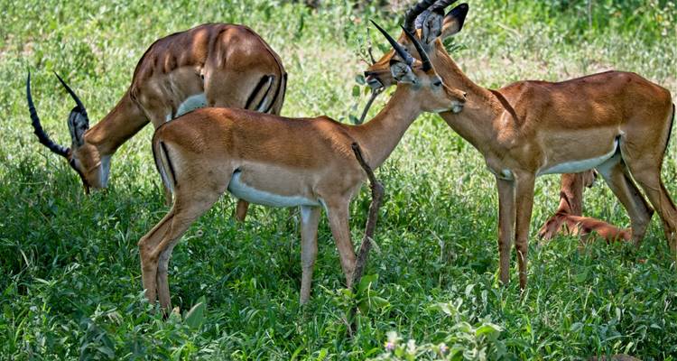 Expédition de 10 jours au cœur de la nature sauvage de Tanzanie - Serengeti Access Safaris 6