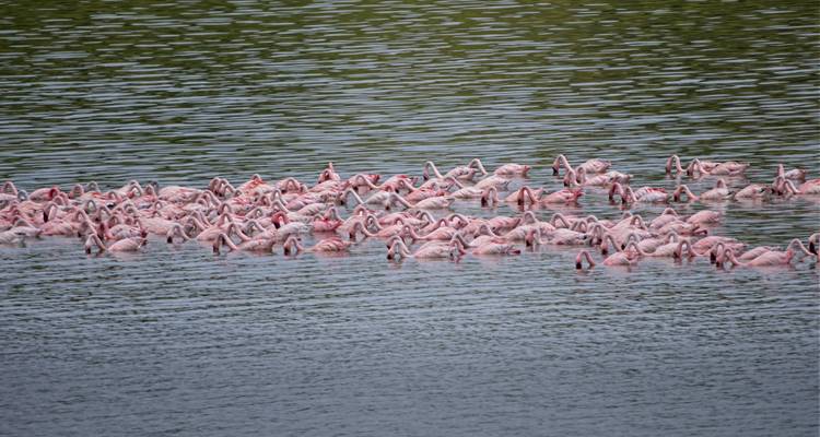 Expédition de 10 jours au cœur de la nature sauvage de Tanzanie - Serengeti Access Safaris 7