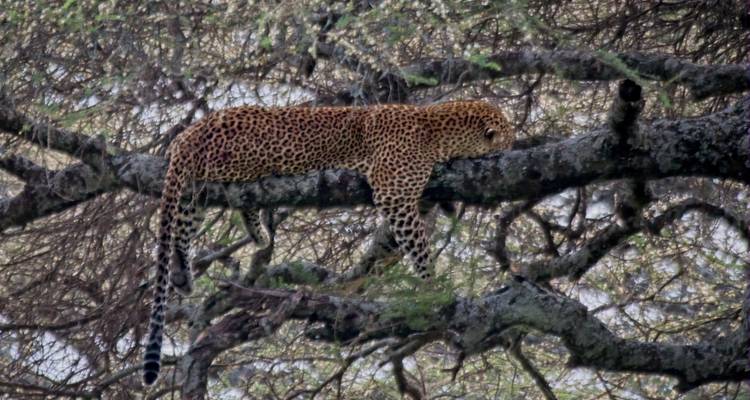 Expédition de 10 jours au cœur de la nature sauvage de Tanzanie - Serengeti Access Safaris 9