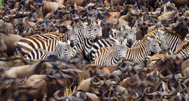 Safari culturel et animalier de luxe en Tanzanie (8 jours) - Lights on Africa Destinations & Safaris 2