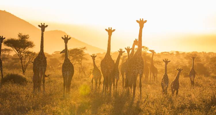 Safari culturel et animalier de luxe en Tanzanie (8 jours) - Lights on Africa Destinations & Safaris 8
