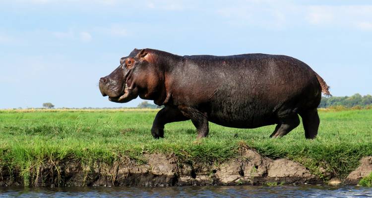 Botswana - Parcs nationaux - Sunway Safaris 3