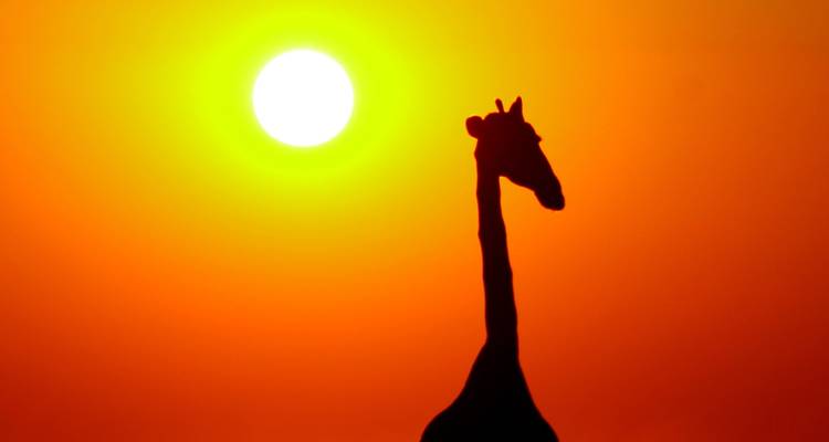 Botswana - Parcs nationaux - Sunway Safaris 6