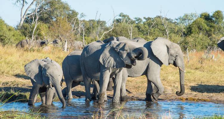 Botswana - Parcs nationaux - Sunway Safaris 8