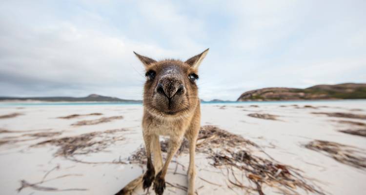 Neugieriges Känguru in Nahaufnahme an einem sandigen Strand.