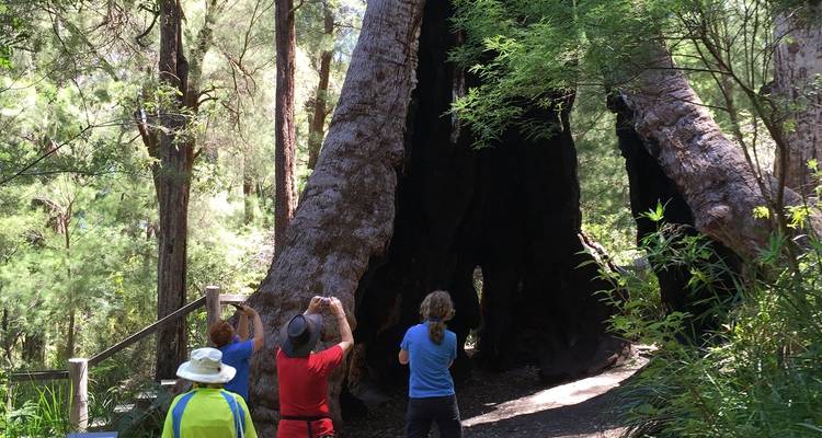 Menschen erkunden einen großen hohlen Baum in einem Wald.