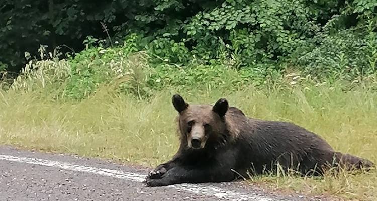 Thrilling Transylvania Adventure: Discover Dracula's Castles & Fortresses, Encounter Wild Brown Bears on the Top Gear Transfagarasan Road - Business Trans Protocol 4