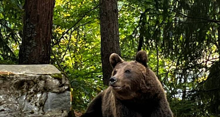 A brown bear in a forested area with lush green trees.