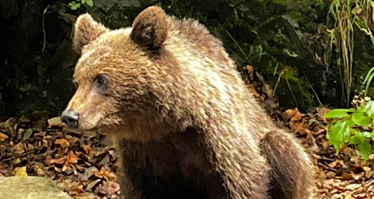 Primer plano de un oso pardo joven sentado entre hojas caídas en un recinto forestal.