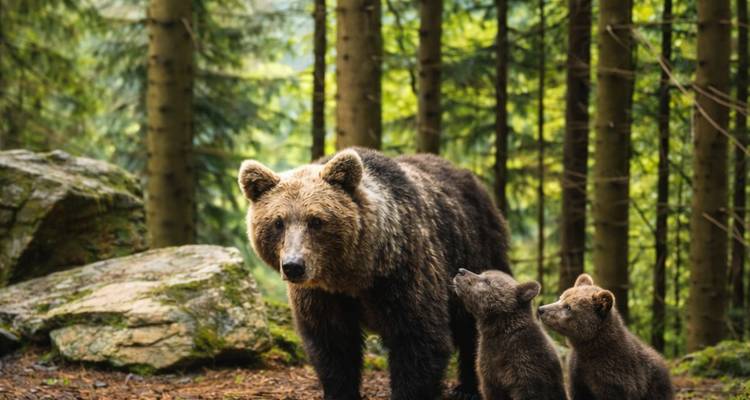 Madre oso pardo con dos cachorros parados en un denso bosque de hoja perenne.
