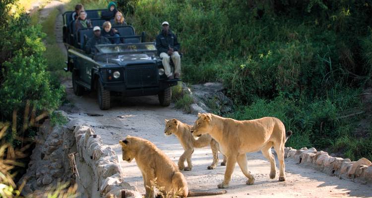 De la Montagne de la Table aux Big Five : Une escapade parfaite en Afrique du Sud - T.S TOURS 7