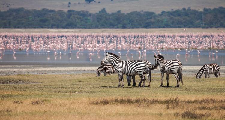 Grand African Safari 2025-2026 - Scenic Luxury Cruises & Tours 7