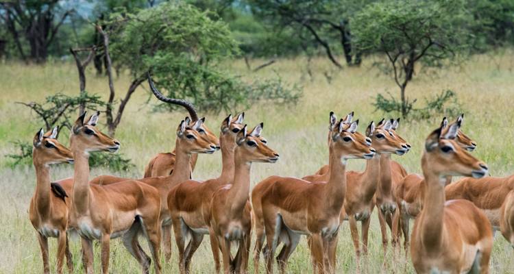 Grand African Safari 2025-2026 - Scenic Luxury Cruises & Tours 3