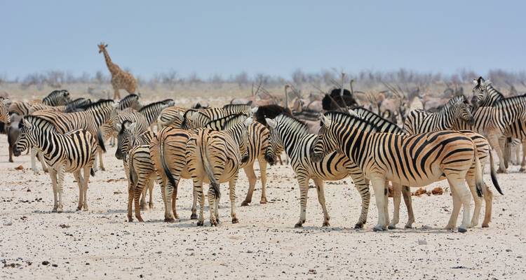 14 Tage Naturwunder Namibia, Botswana und Simbabwe - Oasis Travel 8