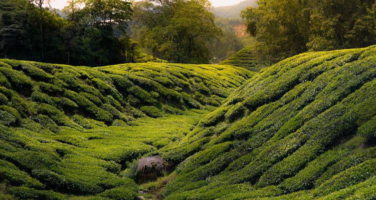 14 days Peninsula Malaysia: West Coast Experience - Oasis Travel 9