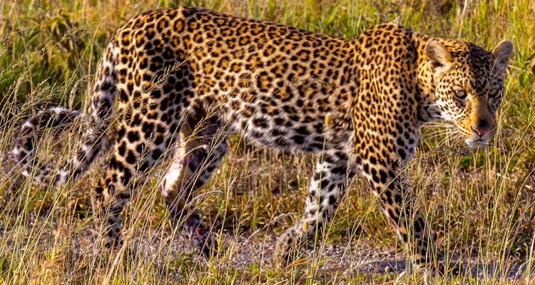 Safari de 4 días en Ndutu y Serengeti Central durante la época de parto - Lights on Africa Destinations & Safaris 3