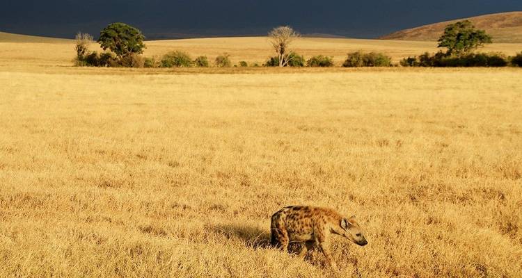 Safari de 4 días en Ndutu y Serengeti Central durante la época de parto - Lights on Africa Destinations & Safaris 6