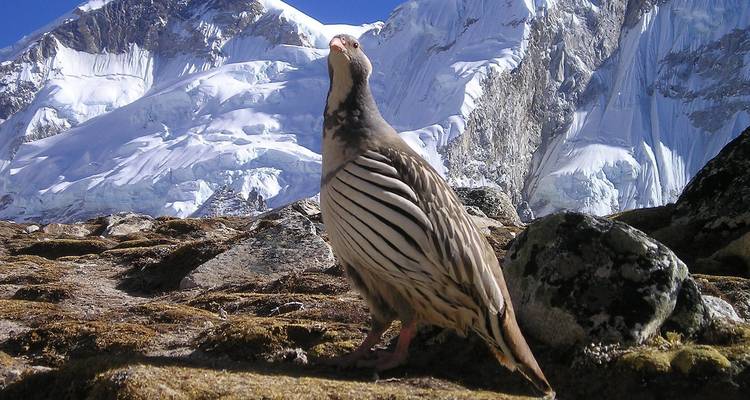 17 Días Nepal Natural - STM Tours LLC 8