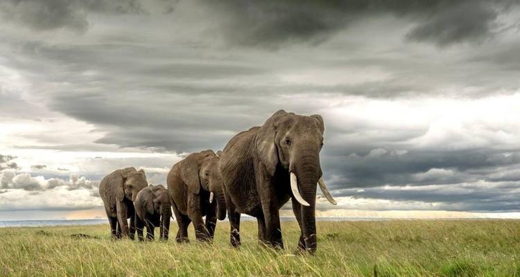 Circuito de 2 días al Serengeti desde la ciudad de Mwanza - Professional Safari Africa 4