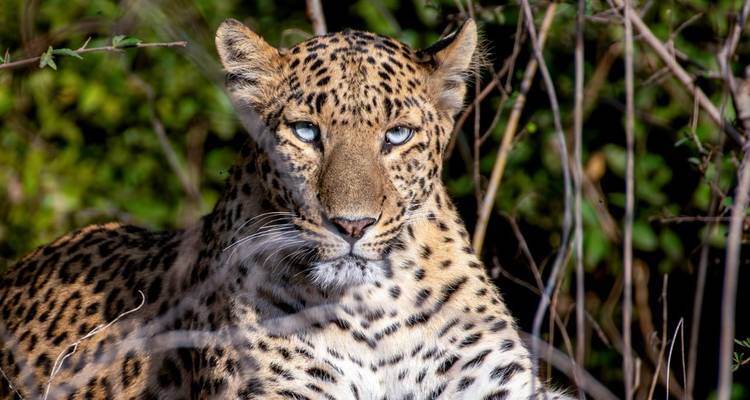Dichtbij portret van een alerte luipaard met doordringende blauwe ogen tussen takken.