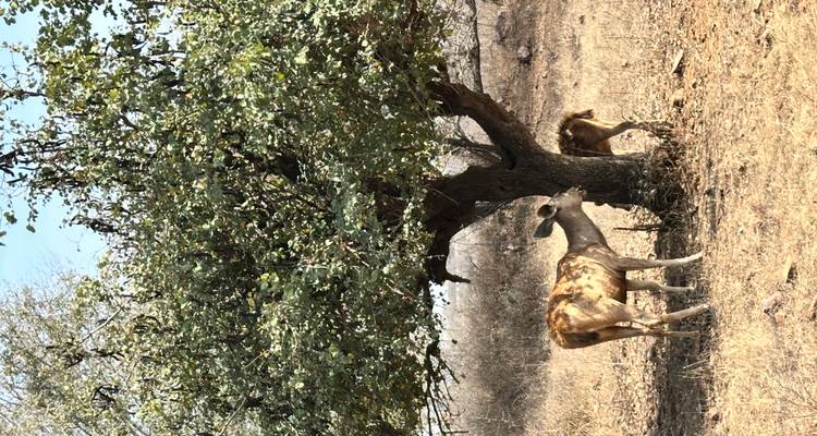 Gevlekte herten grazend onder eenzame boom in droog grasland.