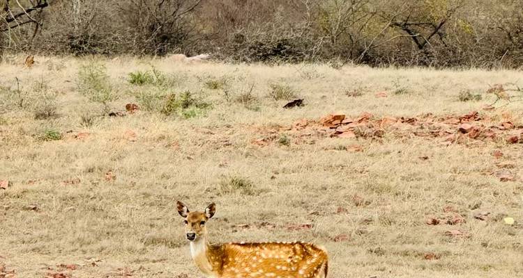 Enkele chital hert staat alert in open struikgewas vlakte.