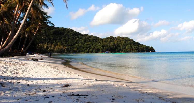 Een tropisch strand met palmbomen en zachte golven.