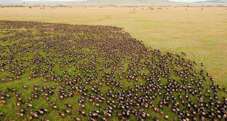 3-Day Calving Season Migration Southern Serengeti Safari - Professional Safari Africa 2