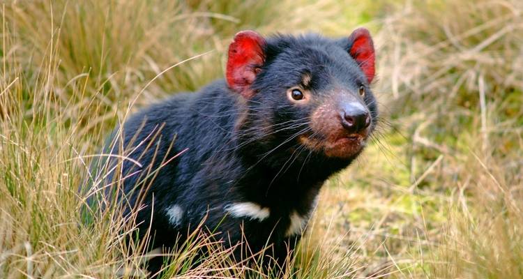 Ein Tasmanischer Teufel in grasigem Gelände.