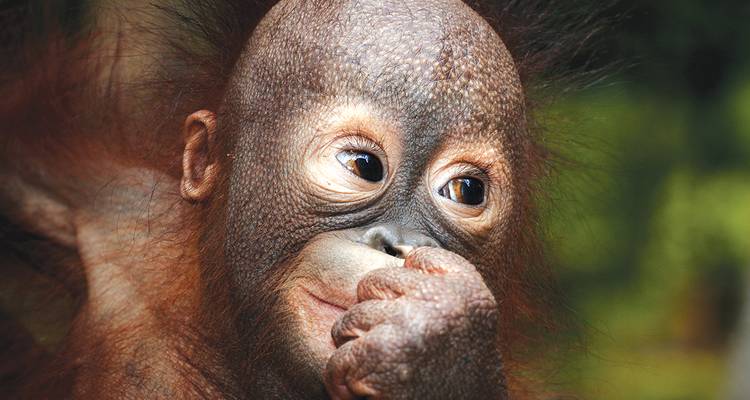 Vacaciones en familia en Borneo confort (5 destinations) - Intrepid Travel 3