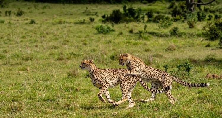 Oferta Safari Verde de 3 días con alojamiento Serena Lodges Incluido - Professional Safari Africa 7
