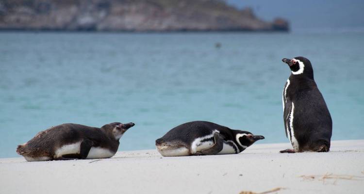 Drie pinguïns die rusten op een zandstrand bij de oceaan.