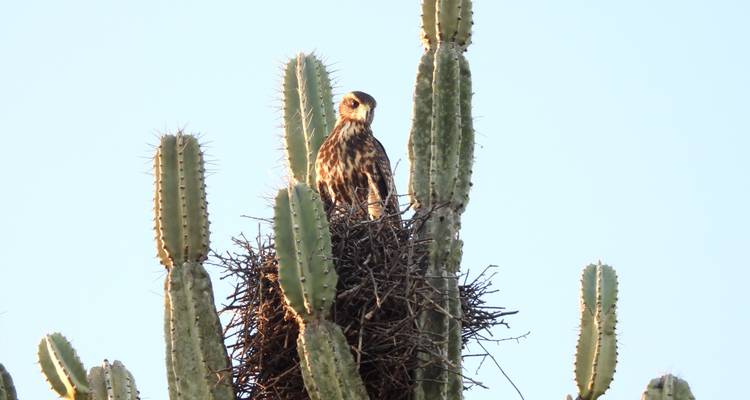 8 Días Paraguay y Brasil: Chaco y Pantanal - Responsible Travel South America 1