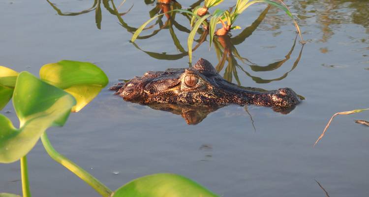 8 Días Paraguay y Brasil: Chaco y Pantanal - Responsible Travel South America 6