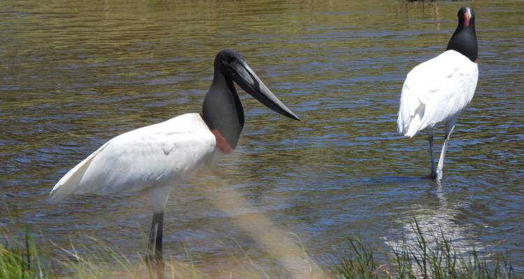 8 Días Paraguay y Brasil: Chaco y Pantanal - Responsible Travel South America 7