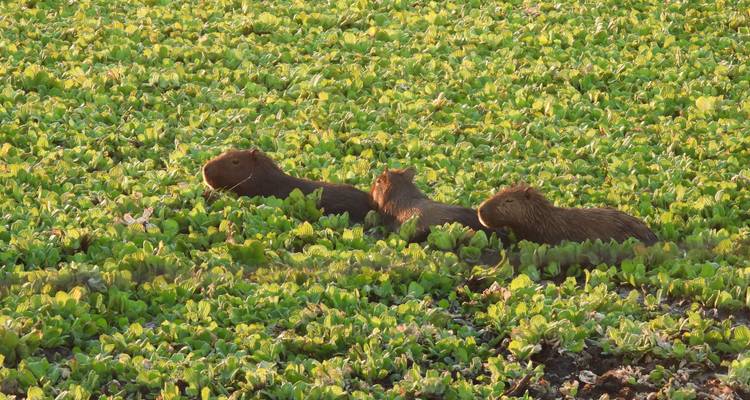 8 Días Paraguay y Brasil: Chaco y Pantanal - Responsible Travel South America 10