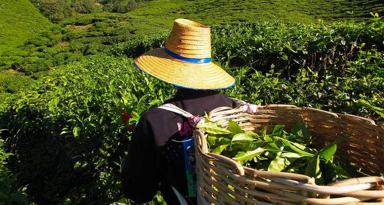 Les hauts lieux de la Malaisie (from Kuala Lumpur to Georgetown) - Intrepid Travel 3