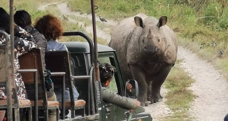 Jeep safari descapotable enfrenta a un rinoceronte de un cuerno en una pista de la selva en el Parque Nacional Chitwan
