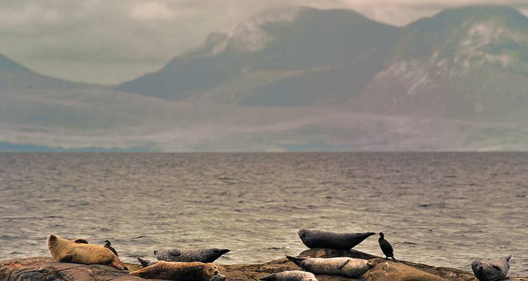 Groupe de phoques gris se reposant sur un rivage rocheux avec des montagnes brumeuses des Highlands en arrière-plan.