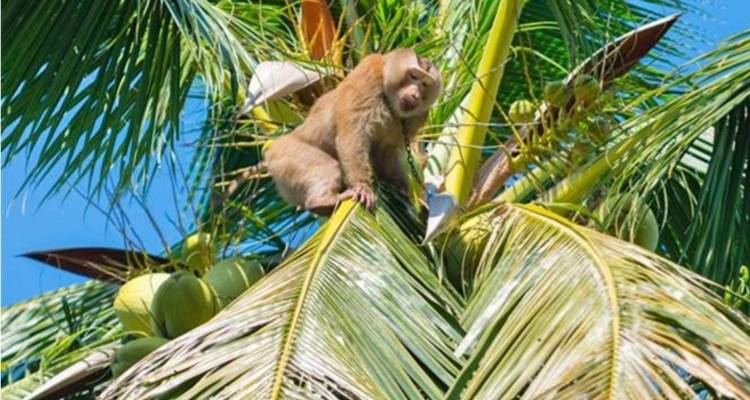 Aap klimt in een kokospalm met zichtbare kokosnoten.